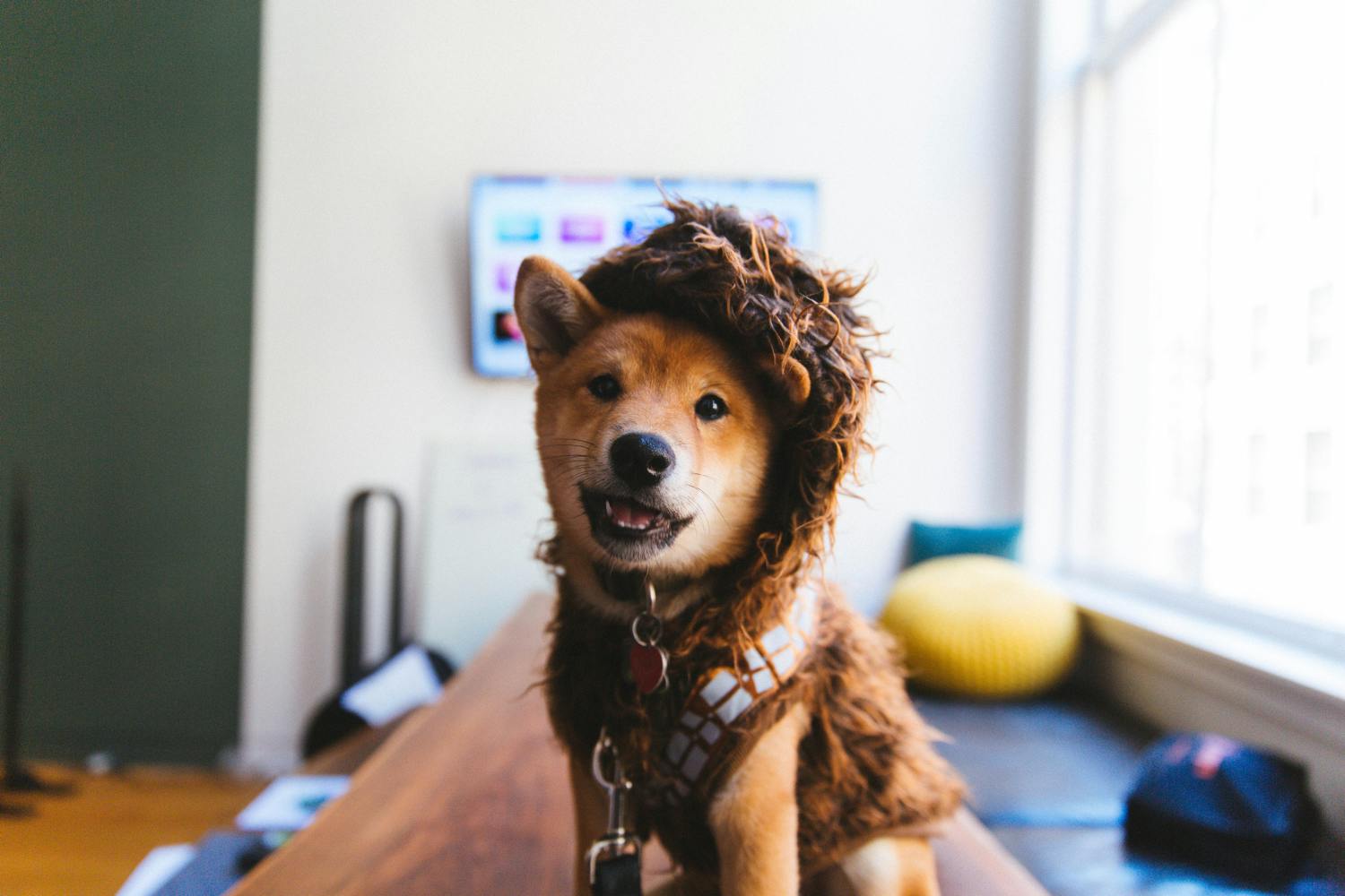 Dog in a wookiee costume